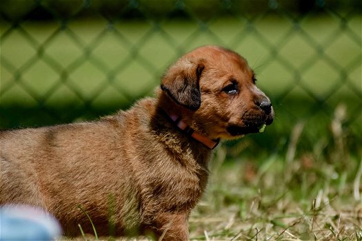 Kruising rottweiler x boerboel pups - 3