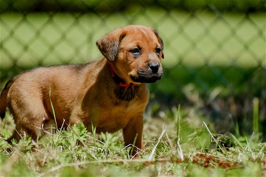 Kruising rottweiler x boerboel pups - 4