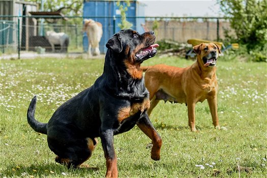 Kruising rottweiler x boerboel pups - 5