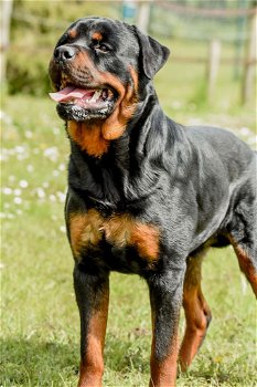 Kruising rottweiler x boerboel pups - 6