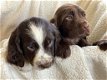 Cocker-spaniël-puppy's - 1 - Thumbnail