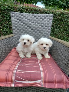 Te koop mooie kleinblijvende maltezer pups