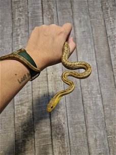 3 slangen aangeboden