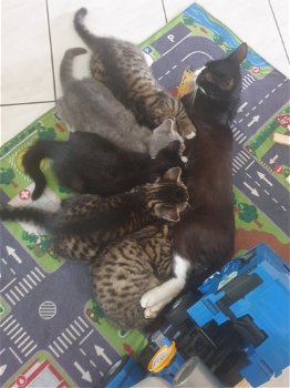 Kittens - 0