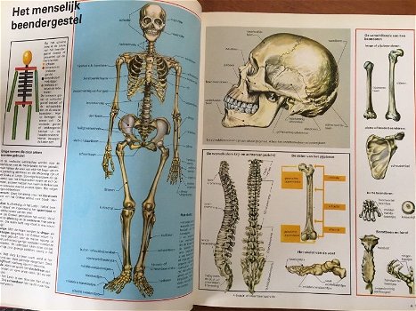 Het menselijk lichaam en vele andere boeiende onderwerpen - 5