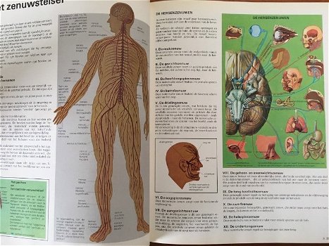 Het menselijk lichaam en vele andere boeiende onderwerpen - 6