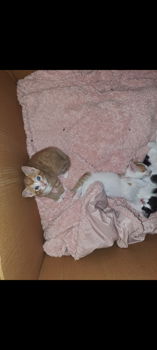 4 lieve kittens te koop - 0