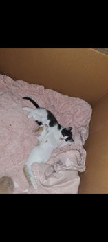 4 lieve kittens te koop - 2