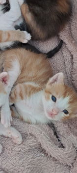 4 lieve kittens te koop - 3