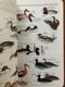 Birds of North America - National Geographic - 4 - Thumbnail