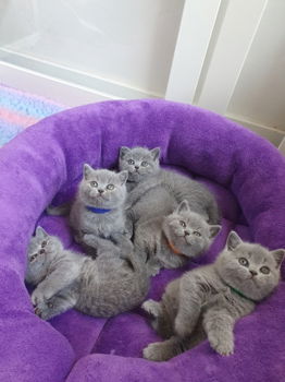 Zijn hier 7 prachtige kittens geboren - 5