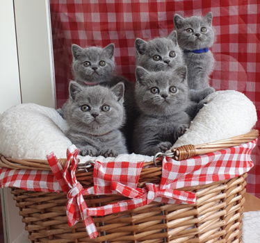 Zijn hier 7 prachtige kittens geboren - 6