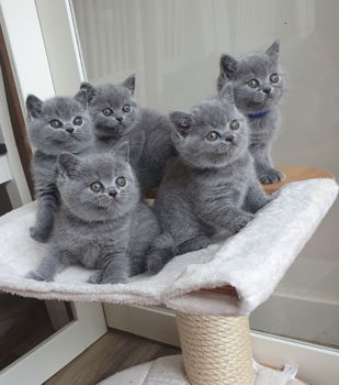 Zijn hier 7 prachtige kittens geboren - 7