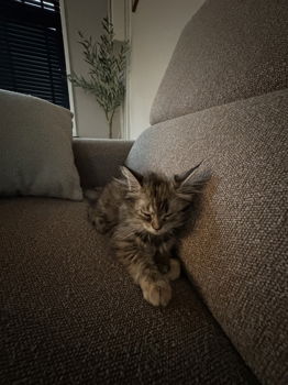 Kitten te koop - 0