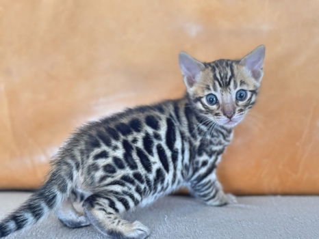 Mooi en sociaal bengal katertje met stamboom - 6