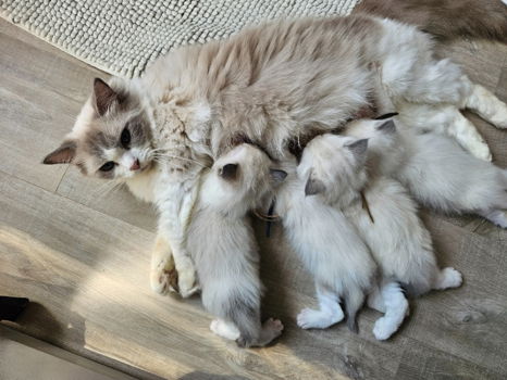 Prachtige ragdoll kittens uit exclusieve lijnen - 0