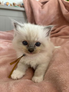 Prachtige ragdoll kittens uit exclusieve lijnen - 1