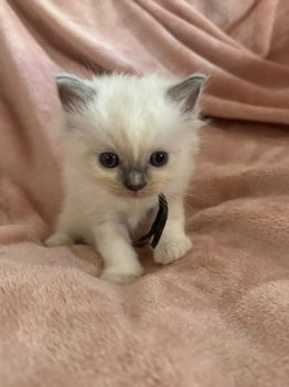 Prachtige ragdoll kittens uit exclusieve lijnen - 2