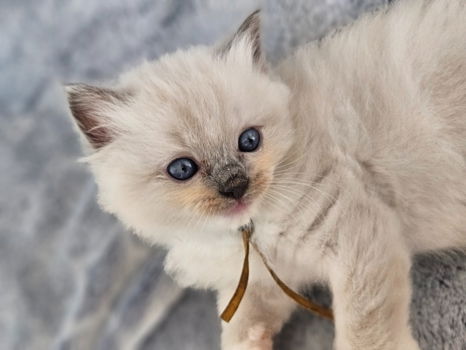 Prachtige ragdoll kittens uit exclusieve lijnen - 4