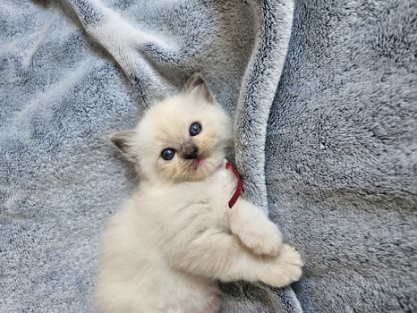 Prachtige ragdoll kittens uit exclusieve lijnen - 5