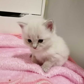 Prachtige ragdoll kittens uit exclusieve lijnen - 6