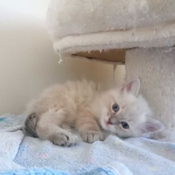 Prachtige ragdoll kittens uit exclusieve lijnen - 7