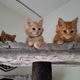 Prachtige Maincoon kittens - 0 - Thumbnail