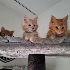 Prachtige Maincoon kittens