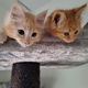 Prachtige Maincoon kittens - 1 - Thumbnail