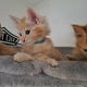 Prachtige Maincoon kittens - 2 - Thumbnail