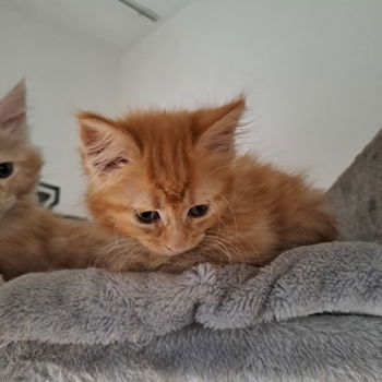 Prachtige Maincoon kittens - 3