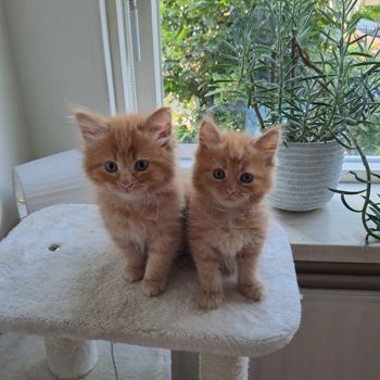 Prachtige Maincoon kittens - 6