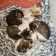 Kittens 2 katertjes - 0 - Thumbnail