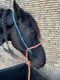 Paardenhalsters - 0 - Thumbnail