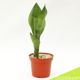 Sanseveria Effen 34 cm #1 - 2 - Thumbnail