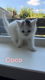 Britse korthaar kruising kittens - 1 - Thumbnail