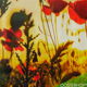 Veld met Klaprozen met ondergaande Zon | Canvas 144,5 x 94 #2 - 2 - Thumbnail