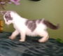 Half Siberische boskat Kittens - 2 - Thumbnail