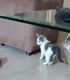 Half Siberische boskat Kittens - 3 - Thumbnail