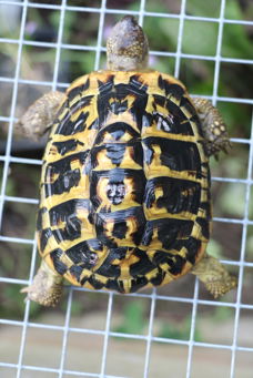 Testudo hermanni hermanni (Puglia) westelijke griekse landschildpad