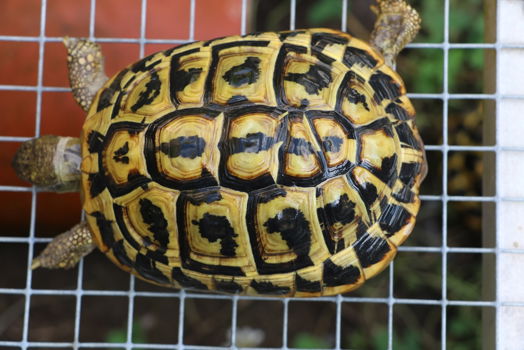 Testudo hermanni hermanni (Puglia) westelijke griekse landschildpad - 2