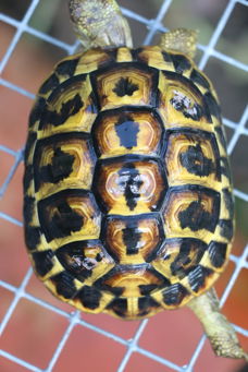 Testudo hermanni hermanni (Puglia) westelijke griekse landschildpad