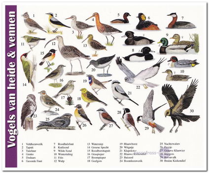 Ansichtkaart: Vogels van heide & vennen - 0