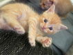 Kittens te koop - 0 - Thumbnail