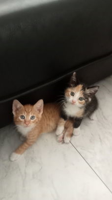 Mooie Maine coon x Europees korthaar kittens