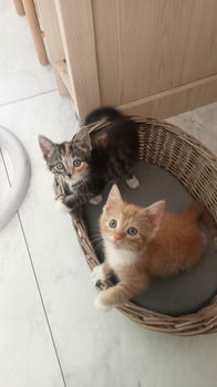 Mooie Maine coon x Europees korthaar kittens - 1