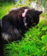 Gratis kat. Moet dringend weg - 2 - Thumbnail