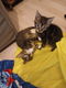 Kittens te koop - 0 - Thumbnail