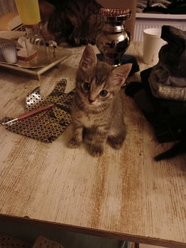 Kittens te koop - 2