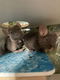 Chinchilla bokjes - 4 - Thumbnail